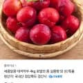 국내산 대석자두 4kg 로얄과