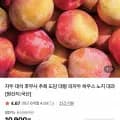 저탄소 GAP 노지 대석자두 대과 1kg (40g 이상) (9,900원/무료)
