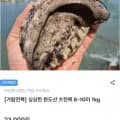 완도산 전복 8-10미 1kg (18,400원/무배)