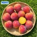 의성 후무사 자두 2kg 중과 (11,250원/무료배송)