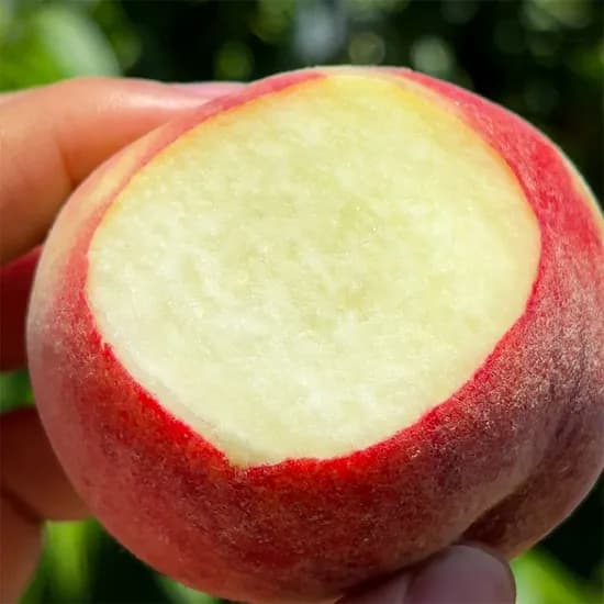 대극천 반납작 복숭아 2kg (9,563원/무료)