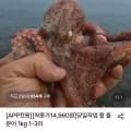 당일작업 활 돌문어 1kg 1-3미(14.960원/무배)