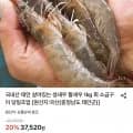 국내산 태안 생새우 1kg (27,920원/무배)