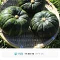 제주 미니 보우짱 정품 밤호박 5kg (11,830원/무료)