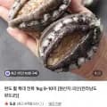 완도 활 특대 전복 kg 9-10미 (19,900원/무료)1
