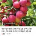 고당도 산지직송 경북 대석자두 중 2키로 (12,900원/무료)
