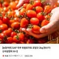 대추방울토마토 로얄과 2kg (8,280원/무배)
