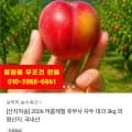 026 후무사 자두 대과 3kg (19,900원 / 무배)2
