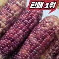 흑찰옥수수 특 24cm 이상 30개입 (24,820원/무료배송)