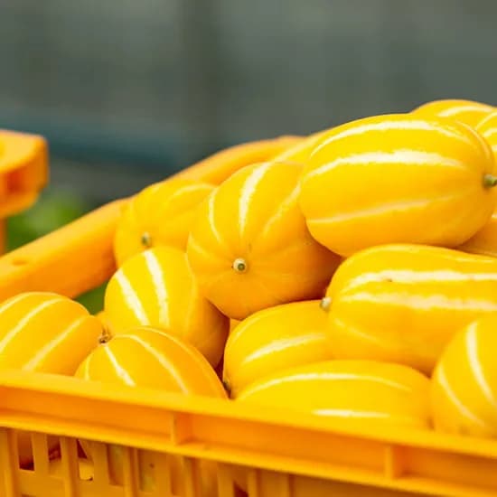 성주 꿀당도 참외 5kg 중과 (10,282원/무료)