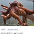 남해안 돌문어 1kg (1-3미내외) (페이코 14,776원/무료)