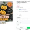 제주 미니 밤호박 보우짱 국내산 단호박 로얄과 kg (6900원/무배)1