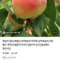 대극천 복숭아 1KG 소과 (9,500원/무료)