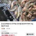 활 흰다리새우 1kg (23,960원/무료)