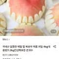 털복숭아 4kg 내외 (30과이상/꼬마복숭아) (9,730원/무료)
