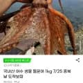 국내산 여수 생물 돌문어 kg (16,380원/무료)1