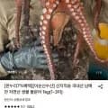산지직송 국내산 남해안 자연산 생물 돌문어 1kg(1-3미) (17,010원/무료)