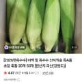 미백 찰 옥수수 산지직송 30개 (1,700원 / 무배)2