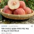 당일수확 딱딱이 백도 복숭아 4kg 23-30과 중소과 (12,450원/무료)
