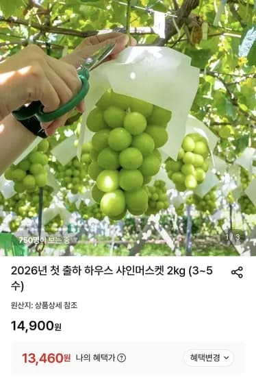 샤인머스켓 kg (3~5수) (13,460원/무배)2