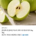 아오리 사과 2kg (7,300원 / 무배)