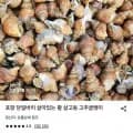 살아있는 활 살고동 고추골뱅이 1kg (7,920원/무료)