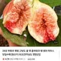 영암 무화과 400g (9,000원/무배)