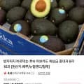 후숙 아보카도 중대과 8개 (9,620원/무료)