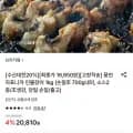 풍천 자포니카 민물장어 1kg (16,650원/무료)