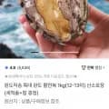 특대 완도 활전복 1kg(12-1미)+증정 (17,720원/무료)3