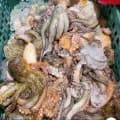 활돌문어 1kg 1~3미 랜덤(17,670원/무배)