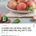딱딱이 복숭아 백도 대과 4kg 17-20과 (17,590원/무배)