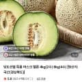 머스크메론 4kg(2수) (6,900원/무료)1