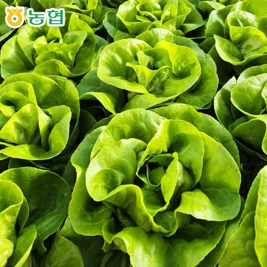 국내산 유러피안 샐러드 1kg (9,418원/무료)