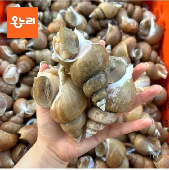 백고동 kg (9,920원/무료)1