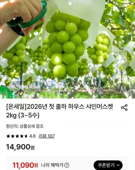 샤인머스켓 첫 출하 2KG (3~5수)(11,090원/무료)