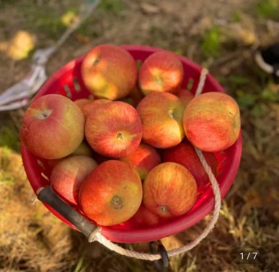 경북 빨간 홍로 사과 .5kg 소과 (10,550원/무료)2