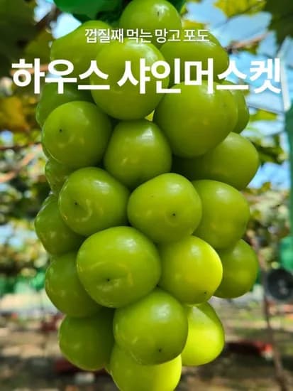 산지직송 고당도 샤인머스켓 2kg 3~4수 (12,980원 / 무배)