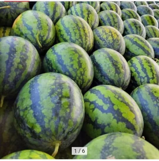 제주 신엄 수박 4kg 내외 (11,920원/무료)