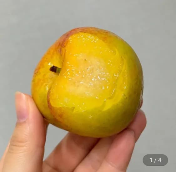국내산 아삭달콤 추희자두 대과 90g내외 1kg 22,470원