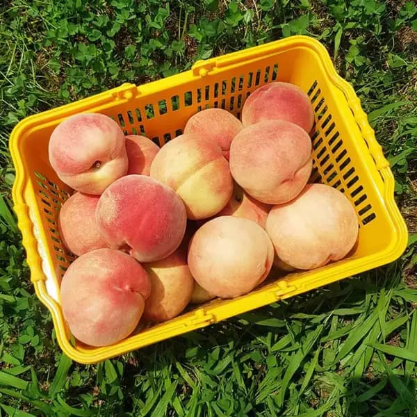 경북 고당도 딱딱이백도 4kg 중소과 (25-28과) (14,790원/무료)