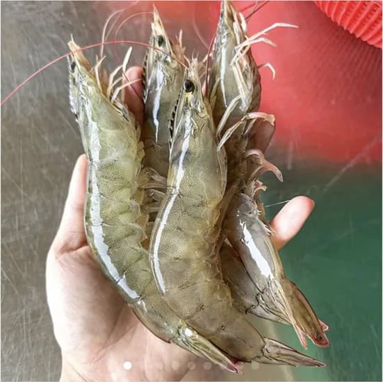국내산 생물 흰다리새우 1kg 36미 내외