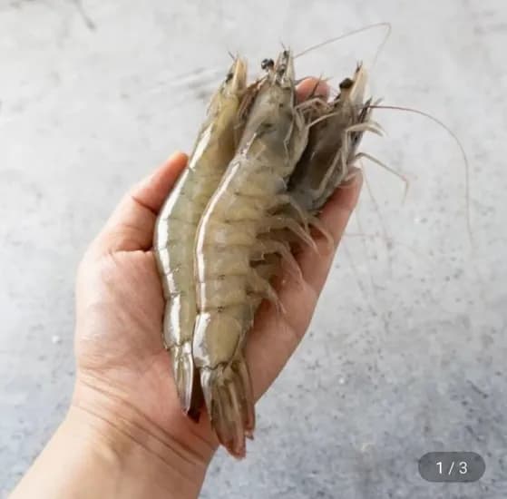 흰다리 횟감용 활새우 1kg 35미 내외