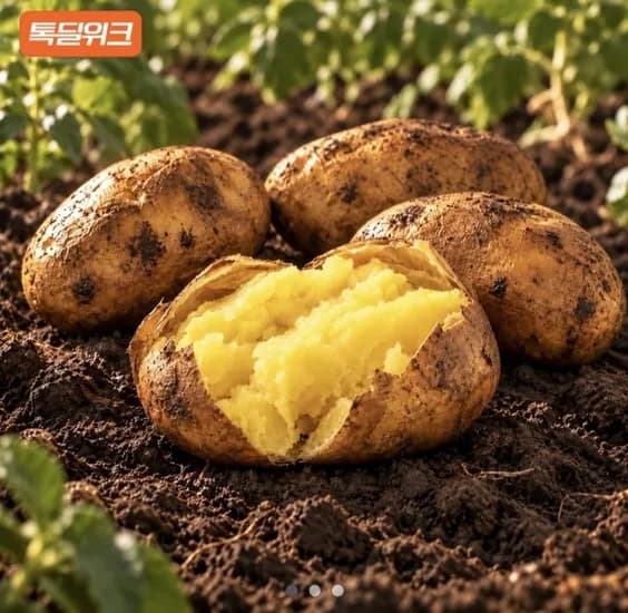 2026 골든에그 햇감자 5kg 찜용 (13,440원 / 무료)