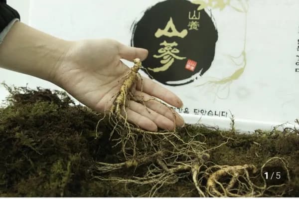 국산 산양산삼 5~10년 가정용 선물용