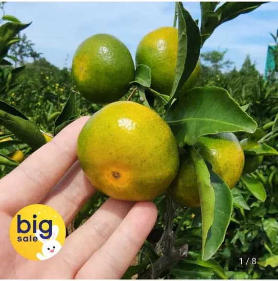 제주 타이벡 햇 노지 감귤 혼합과 5kg