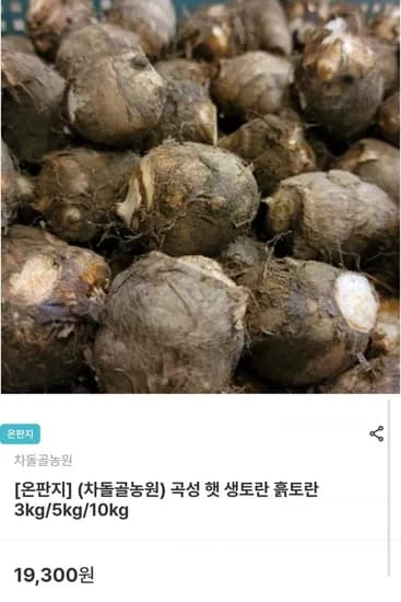 곡성 햇 생토란 흙토란 3kg