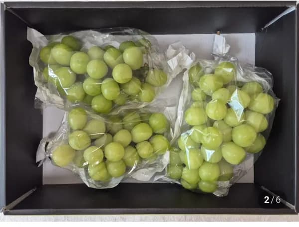 국산 샤인머스켓 1kg