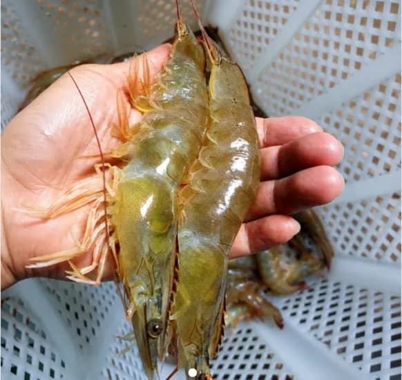 신안 활 흰다리새우 1kg 3미 내외