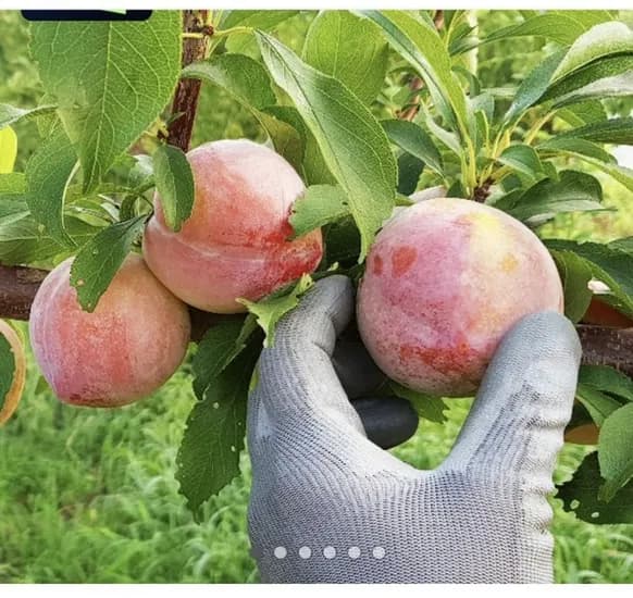 의성 옥자두 추희품종 1kg 대과